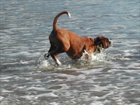 Boxer dogs