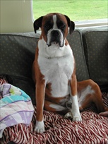 Boxer dogs